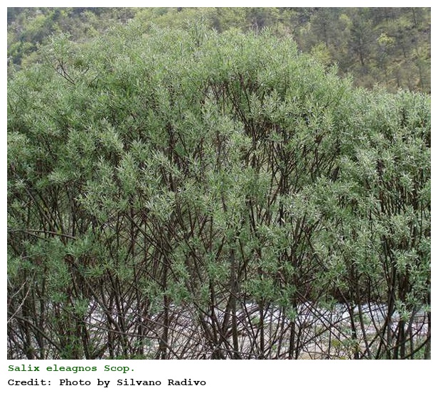 Salix eleagnos Scop.